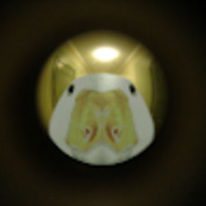 Meet your Posher, Alex